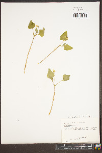 Viola pensylvanica image