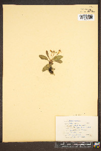 Viola primulifolia image