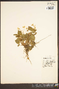 Viola rostrata image