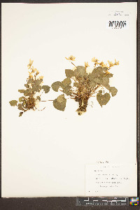 Viola rostrata image