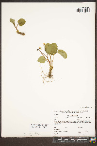 Viola rotundifolia image