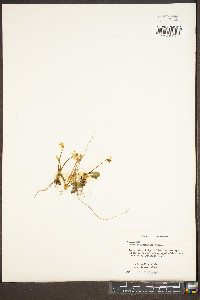 Viola rotundifolia image