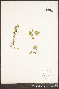 Viola rotundifolia image