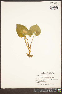 Viola rotundifolia image