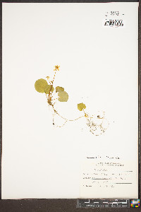Viola rotundifolia image