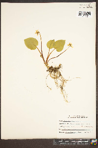Viola rotundifolia image