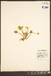 Viola rotundifolia image