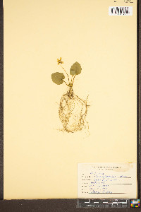 Viola rotundifolia image