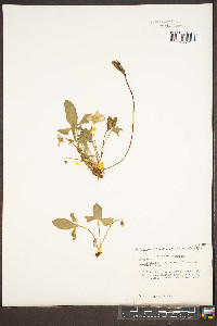 Viola sagittata var. ovata image