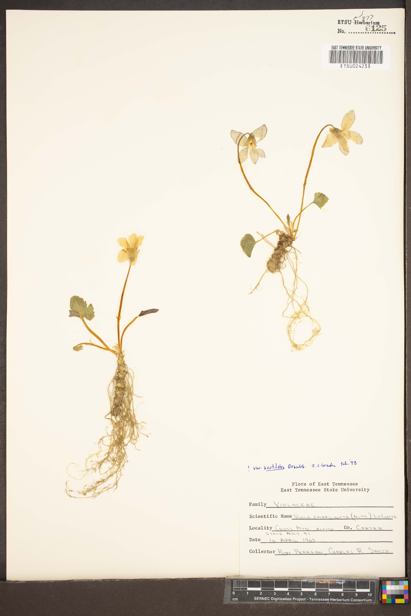 Viola acutifolia image