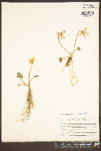 Viola acutifolia image