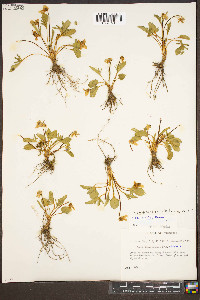 Viola sagittata var. sagittata image