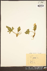Viola sagittata var. sagittata image
