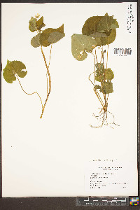 Viola striata image