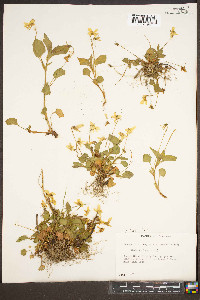 Viola striata image