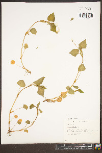 Viola striata image