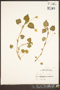 Viola striata image