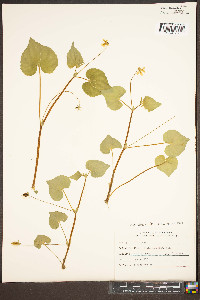 Viola striata image