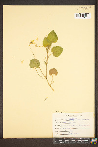 Viola striata image