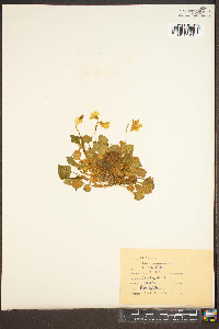 Viola striata image