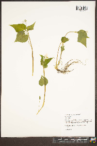 Viola striata image