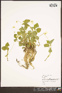 Viola striata image