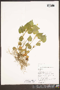 Viola striata image