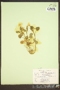 Viola striata image