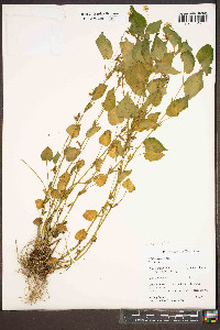 Viola striata image