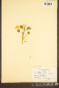 Viola striata image