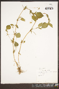 Viola striata image