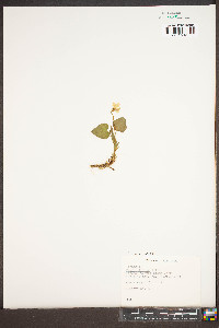 Viola striata image