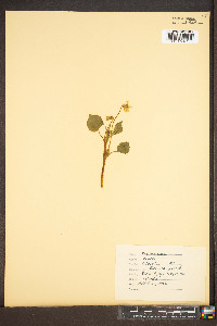 Viola striata image