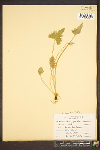 Viola palmata image