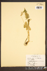 Viola subsinuata image