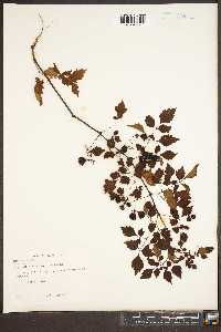 Nekemias arborea image