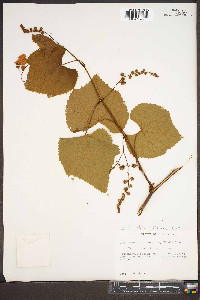 Vitis rotundifolia image