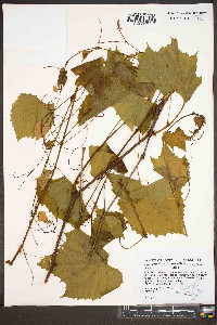 Vitis aestivalis var. aestivalis image