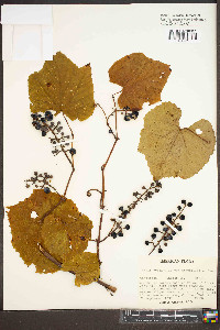 Vitis aestivalis var. argentifolia image