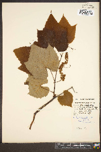 Vitis aestivalis var. argentifolia image
