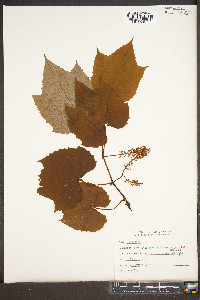 Vitis aestivalis var. argentifolia image