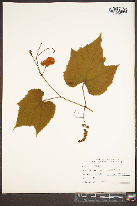 Vitis baileyana image