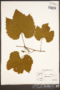 Vitis baileyana image