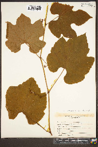 Vitis labrusca image