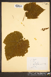 Vitis labrusca image