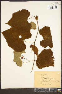 Vitis labrusca image