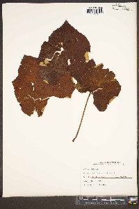 Vitis labrusca image