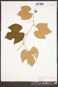 Vitis labrusca image