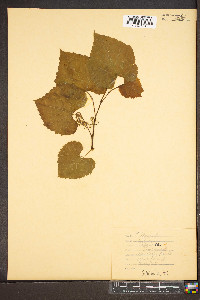 Vitis labrusca image