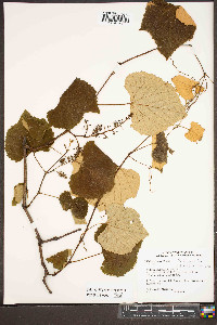 Vitis labrusca image